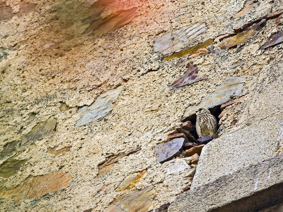 Pensjonat Casa Babel Monfraguee Torrejón el Rubio Zewnętrze zdjęcie